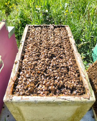 Sciami Api mellifera ligustica