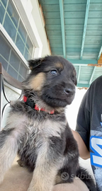 Cuccioli pastore tedesco