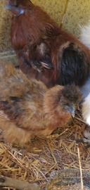 Galline