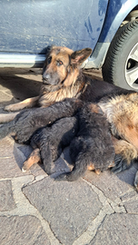Cuccioli di pastore tedesco