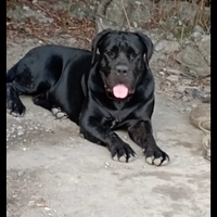 Cane Corso alta genealogia