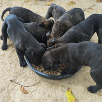 Femminuccia di cane corso originale