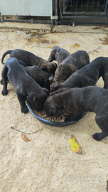 Femminuccia di cane corso originale