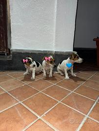 Vendita cuccioli