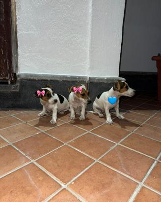 Vendita cuccioli