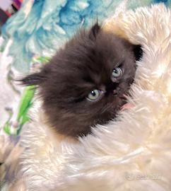 Cuccioli di gatto persia