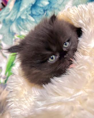 Cuccioli di gatto persia