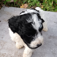 Cuccioli toy di barboncino