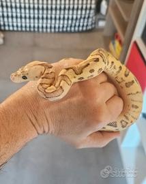 Pitone reale + Rack 4 posti