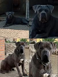 Cuccioli di cane corso