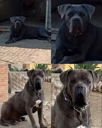 Cuccioli di cane corso