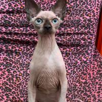 Cucciole Canadian Sphynx