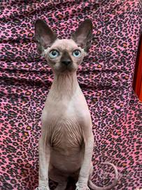 Cucciole Canadian Sphynx