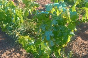 Terreno piantumato a vite