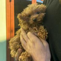 Barboncino cucciola femmina microscopica