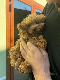 Barboncino cucciola femmina microscopica