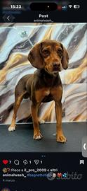 Cane segugio disponibile per monta