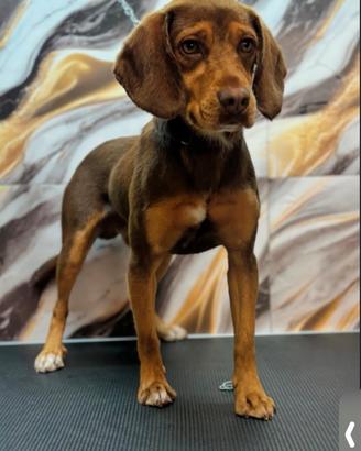 Cane segugio disponibile per monta