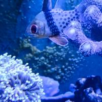 Pesce acquario marino