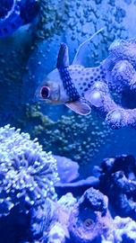 Pesce acquario marino