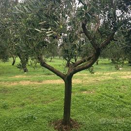 4 lotti di terreno edificabile Via Baldinca
