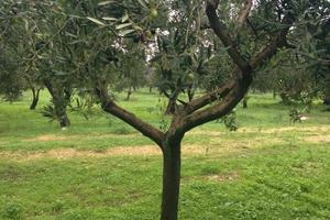 4 lotti di terreno edificabile Via Baldinca