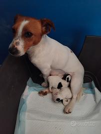 Jack russell cuccioli