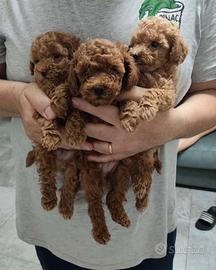 Cuccioli Barboncino Toy