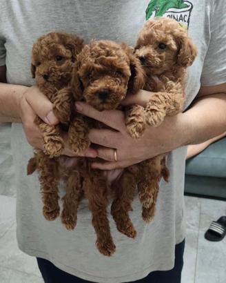 Cuccioli Barboncino Toy