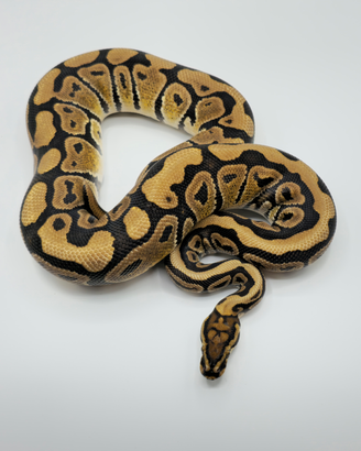 Pitone Reale - 1.0 Spotnose Red Stripe Het. Clown