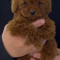 Cuccioli di barboncino mini red toy