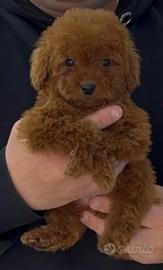 Cuccioli di barboncino mini red toy