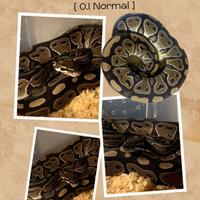 Pitone reale femmina