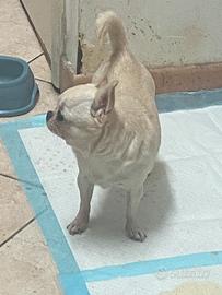 Chihuahua femmina