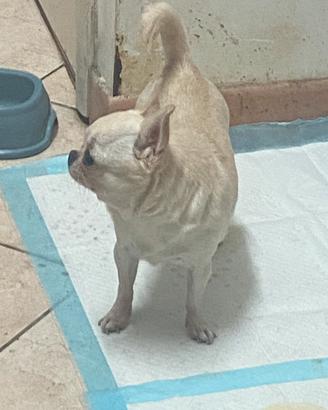 Chihuahua femmina