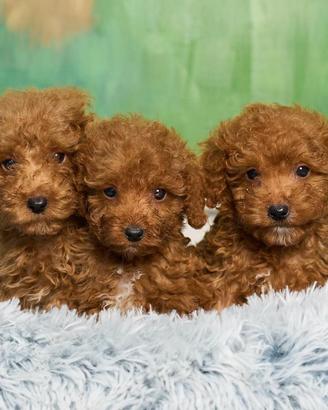Splendidi Cuccioli di Barboncino Toy