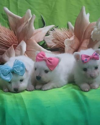 Spitz Pomerania nano bianco latte 