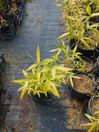 Bamboo piante phyllostachys bissetii 