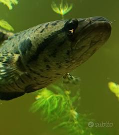 Channa lucius coppia