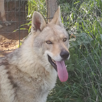 Cuccioli Cane lupo cucciolo