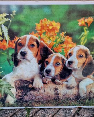 Quadro Puzzle incorniciato 50x70 Cuccioli Beagle