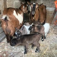 Caprette Tibetane Nane