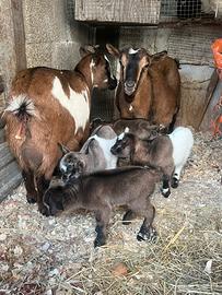 Caprette Tibetane Nane