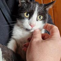 Gattina bianca e nera 3 mesi