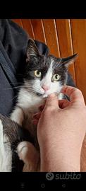 Gattina bianca e nera 3 mesi