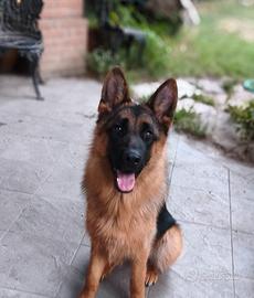 Cucciolona di Pastore Tedesco