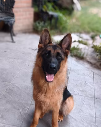 Cucciolona di Pastore Tedesco