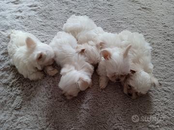 Maltese cuccioli mini toy