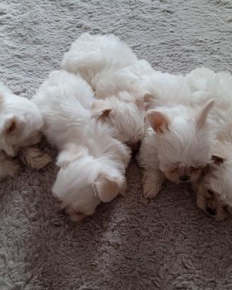 Maltese cuccioli mini toy