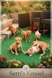 Dolcissimi cuccioli di Pitbull ukc con Pedigree